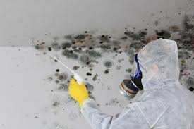 Professional Mold Removal Services in Onarga, IL